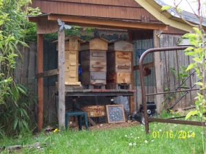 Three Warre' hives...and a short green stool.