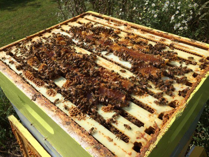 Inspecting an open beehive