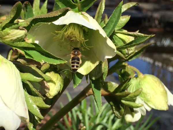 Helleborus or Lenten Rose is one of the first late winter bloomers in my garden