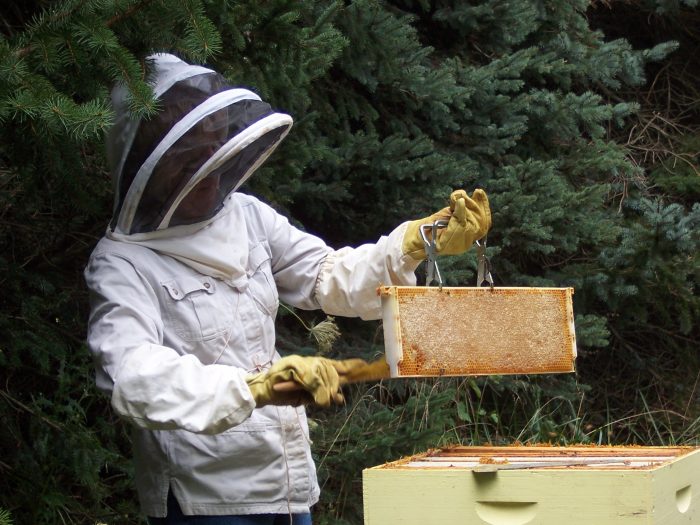 Pulling out a perfect frame of honey