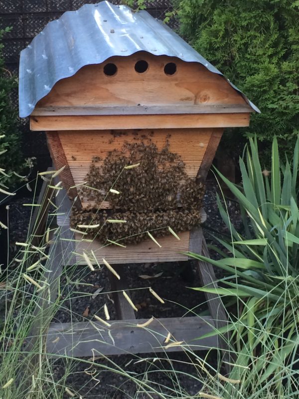 Bearding bees