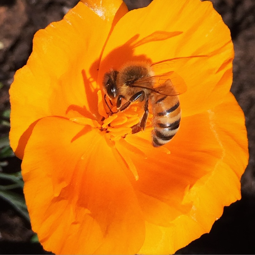 Plant bee plants!