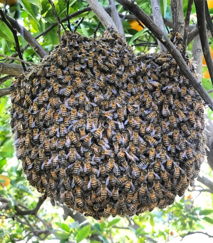 swarm of bees