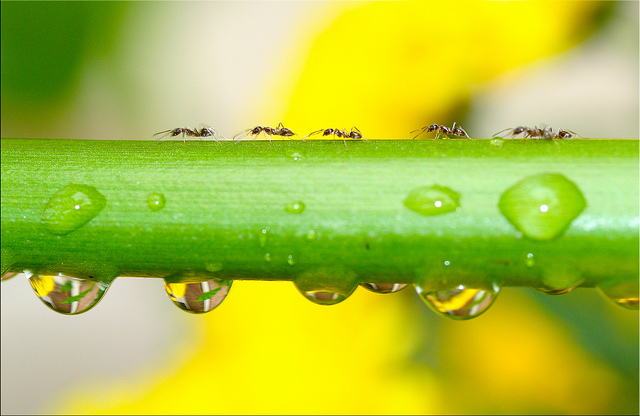 Ants Marching   Photo by L Church