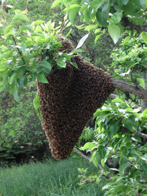 Some bee swarms are easy to get; others are more work