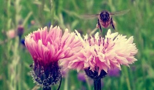 Wildflower patch at Ann Bee's Naturals