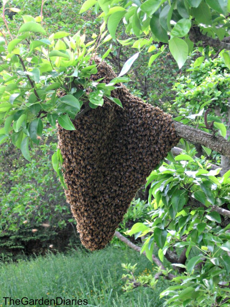 bee swarm. jpg