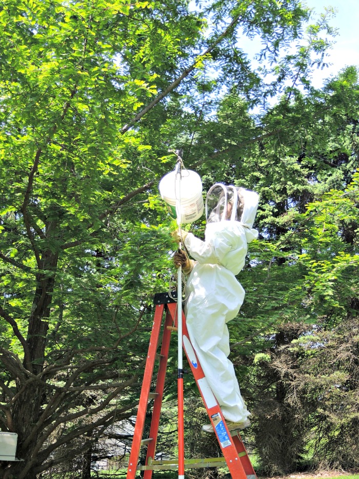 bee swarm