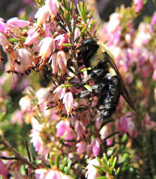 A bumble bee on heather