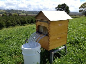 Commercial Flow Hive