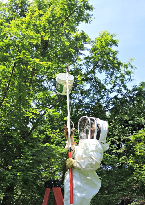 For higher swarms, you will need a ladder, pole pruner and bucket to drop the swarm into