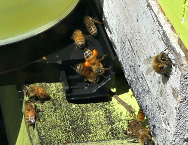 Honeybees bringing in orange pollen which is a necessary protein to growing brood