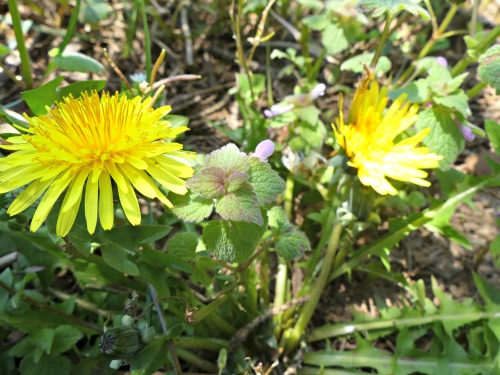  Dandelions are an excellent early spring foraging plant 