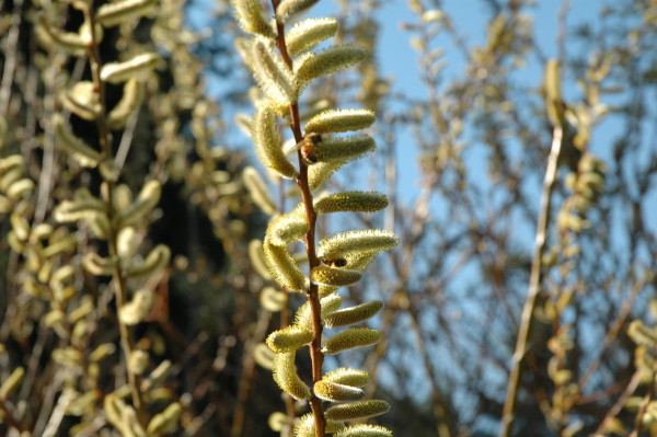 Pussy Willows (Salix) are early shrub bloomers that bees flock to