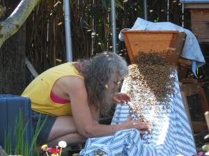 Escorting a swarm into my Top Bar hive. I was watching the queen make her way up the ramp.