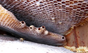 Queen cells being prepared prior to swarming