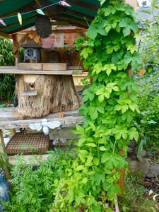 My log hive. Note the dark, round hole where bees come and go.