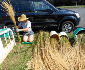 Gathering and cleaning the straw.