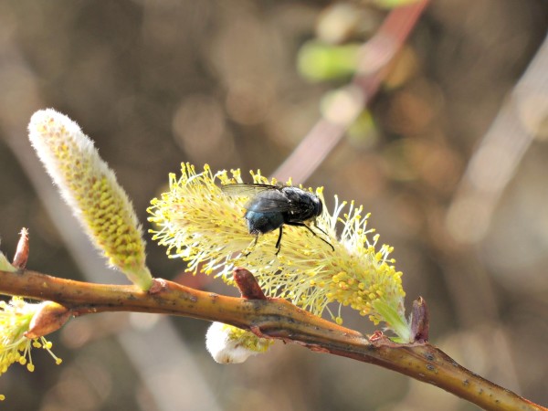 A pussy willow catkin is blooming for a foraging pollinator fly