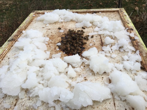 Break up the chunks and place on top of the inner cover-here the bees are starting to emerge from the hole in the inner cover