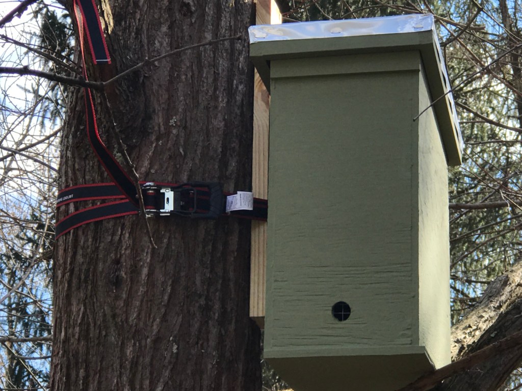 Swarm box in tree