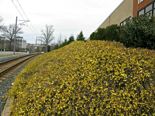 Flowering Winter Jasmine covers a sunny slope in January