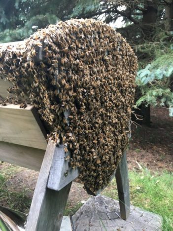 domesticated honey bees