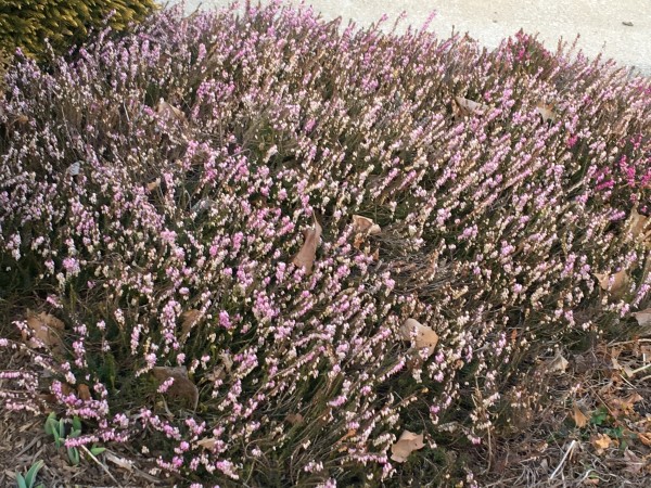 Erica x darleyensis 'Mediterranean Pink' 