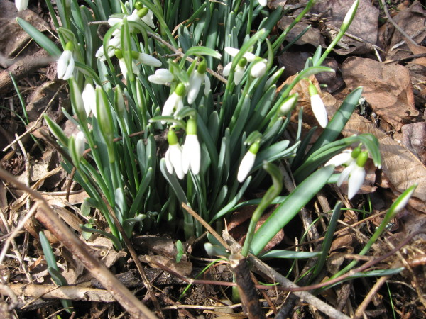 Snowdrops