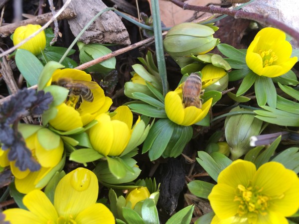 Winter Aconites will bloom through snow 