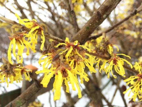 Witch Hazel is one of the first shrubs that bloom in the spring 