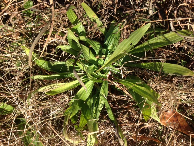 Lance-leaf Plantain