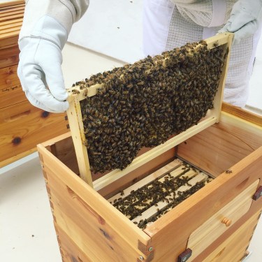 Leather Beekeeping Gloves