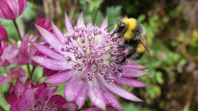 Bumblebee on Astrantia flower