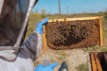 Nitrile Beekeeping Gloves