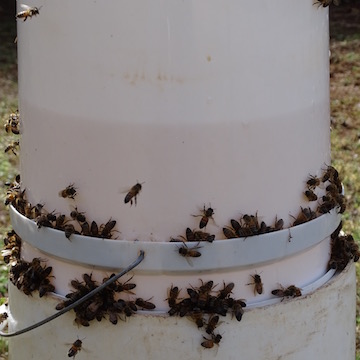 Sugar Water Bucket Feeder