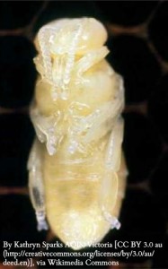 WM Bee Pupa