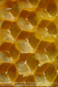 WM Honeybee Eggs