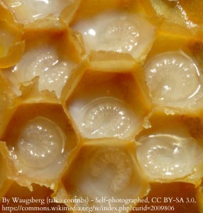 WM Honeybee Larva