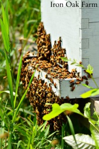 Beard shaped swarm at the hive entrance.